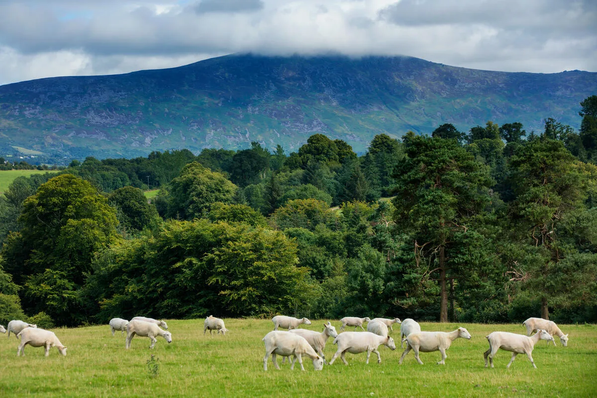The East Munster Way: From Tipperary to Waterford on Foot