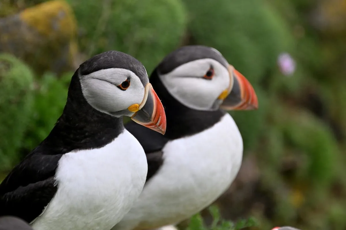 Group of Atlantic puffins on the Saltee Islands in County Wexford