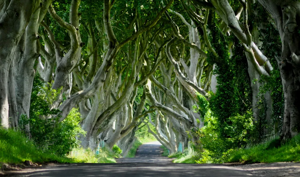 Dark Hedges Game Of Thrones, Northern Ireland