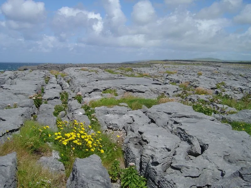 Seasonal Guide: When to See Ireland's Wildflowers and Wildlife