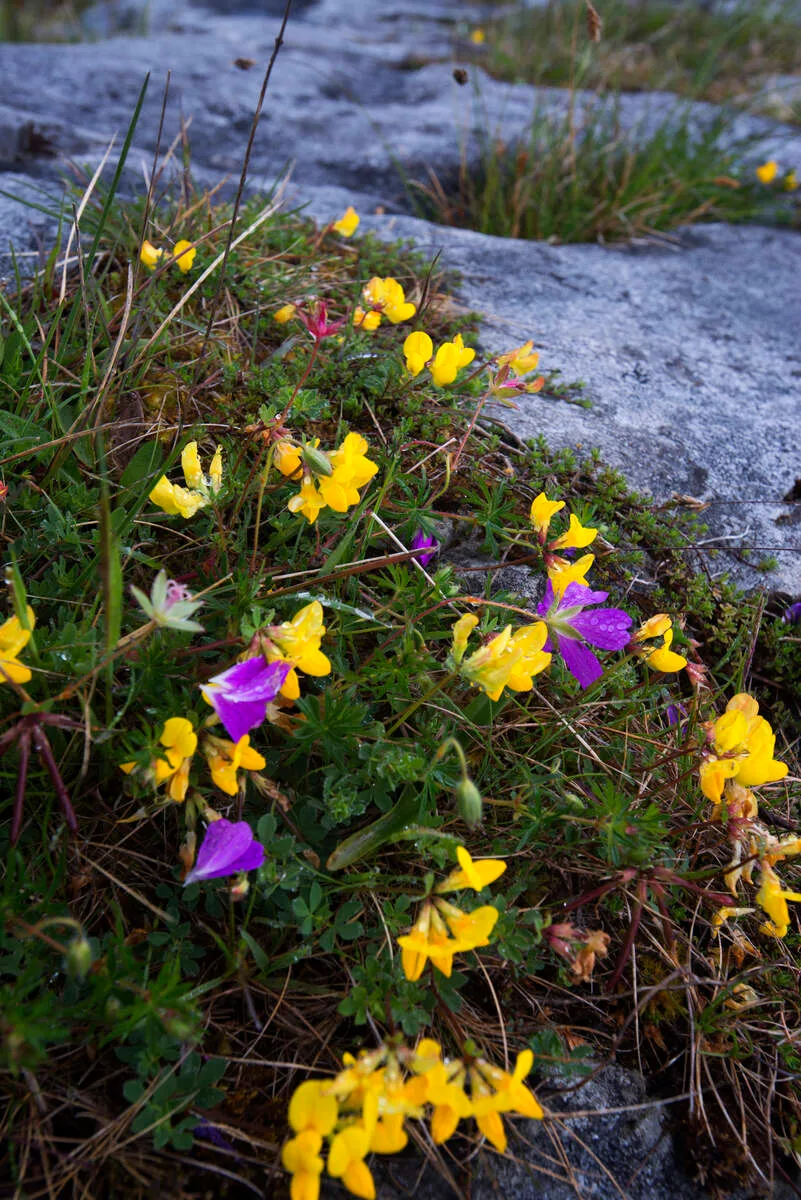 Wild spring flowers growing from limestone crevices in the Burren, County Clare