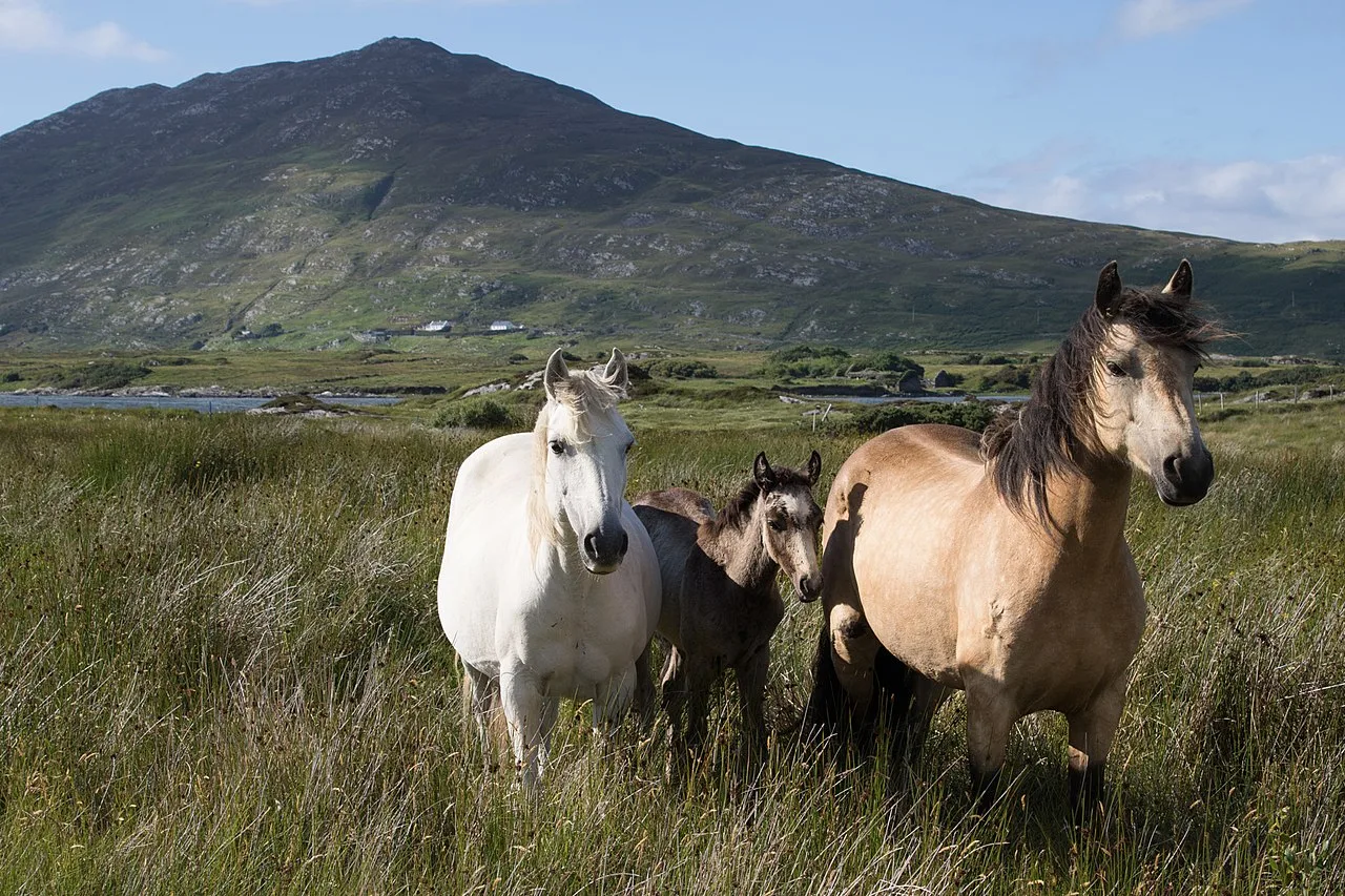 Connemara landscape with wild ponies and mountain backdrop