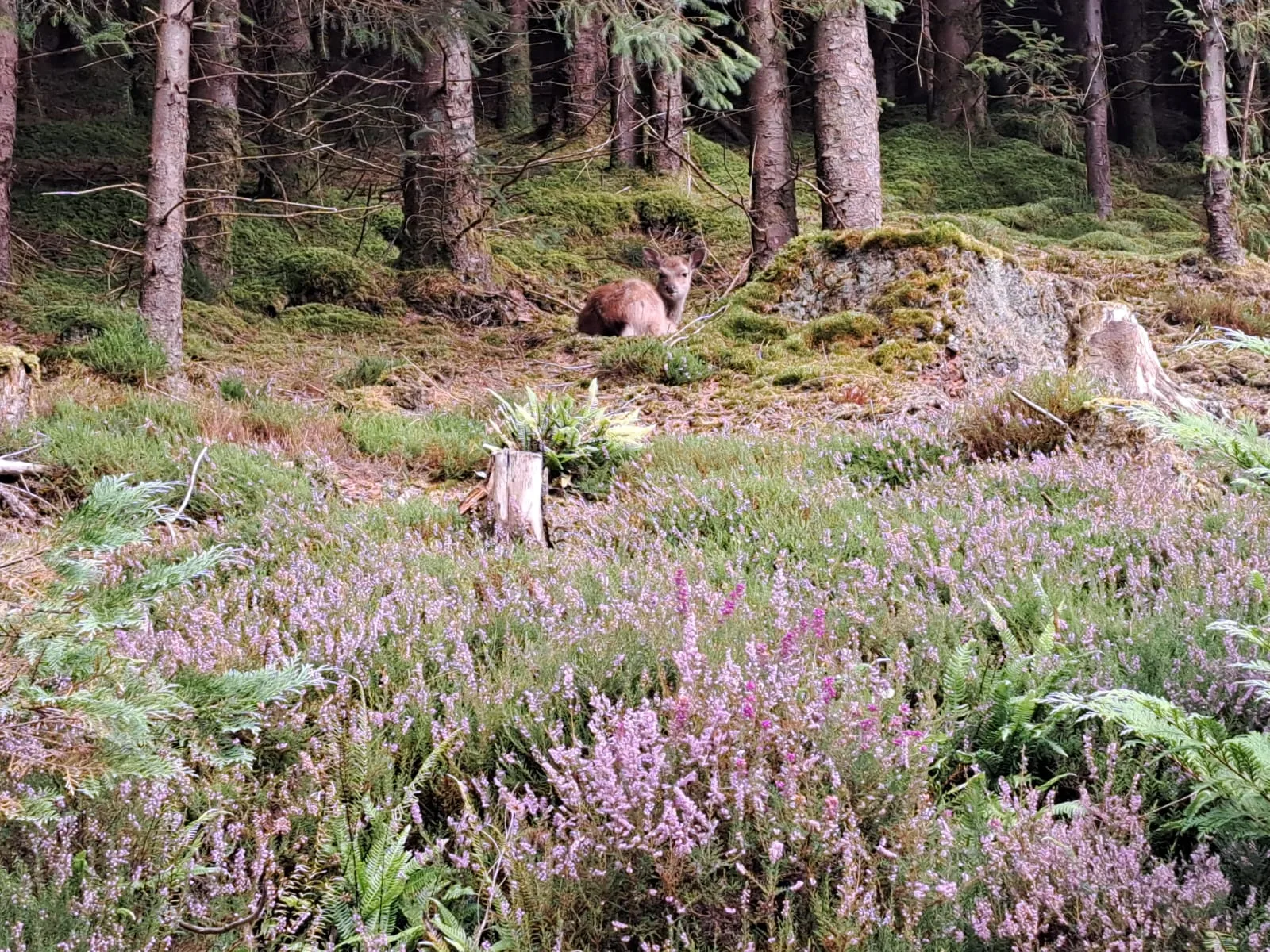 Walking holiday Ireland — gallery image 7