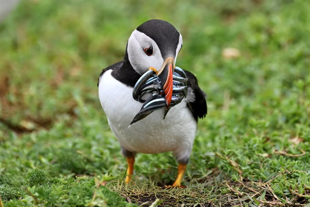 A single puffin with sand eels, Saltee Island — iconic wildlife in Ireland from late spring to mid-summer.