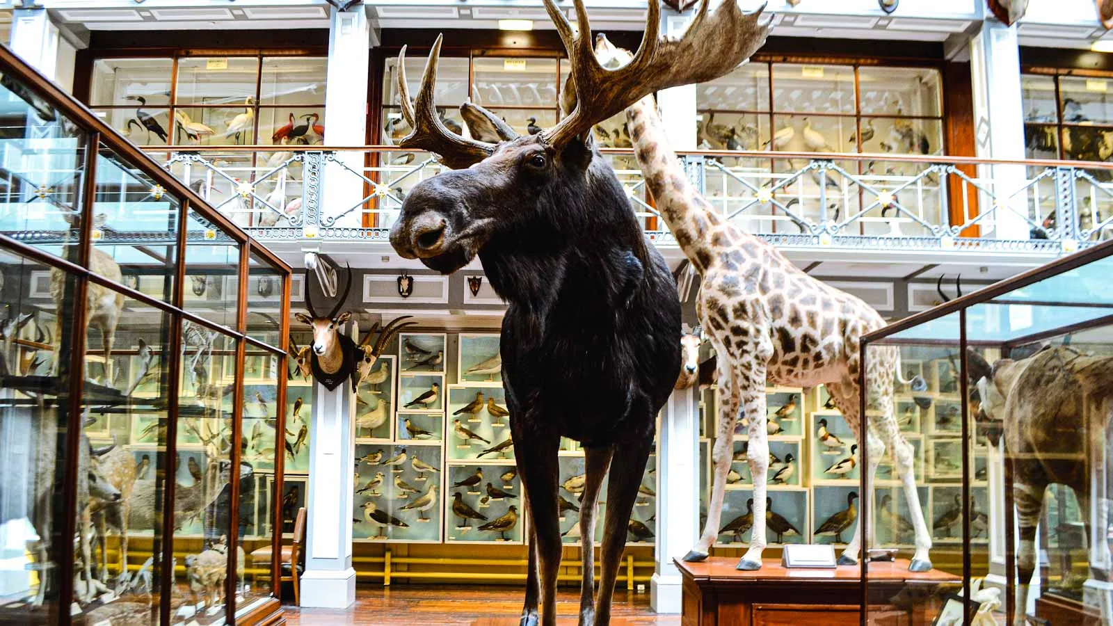 National Natural History Museum Dublin Ireland