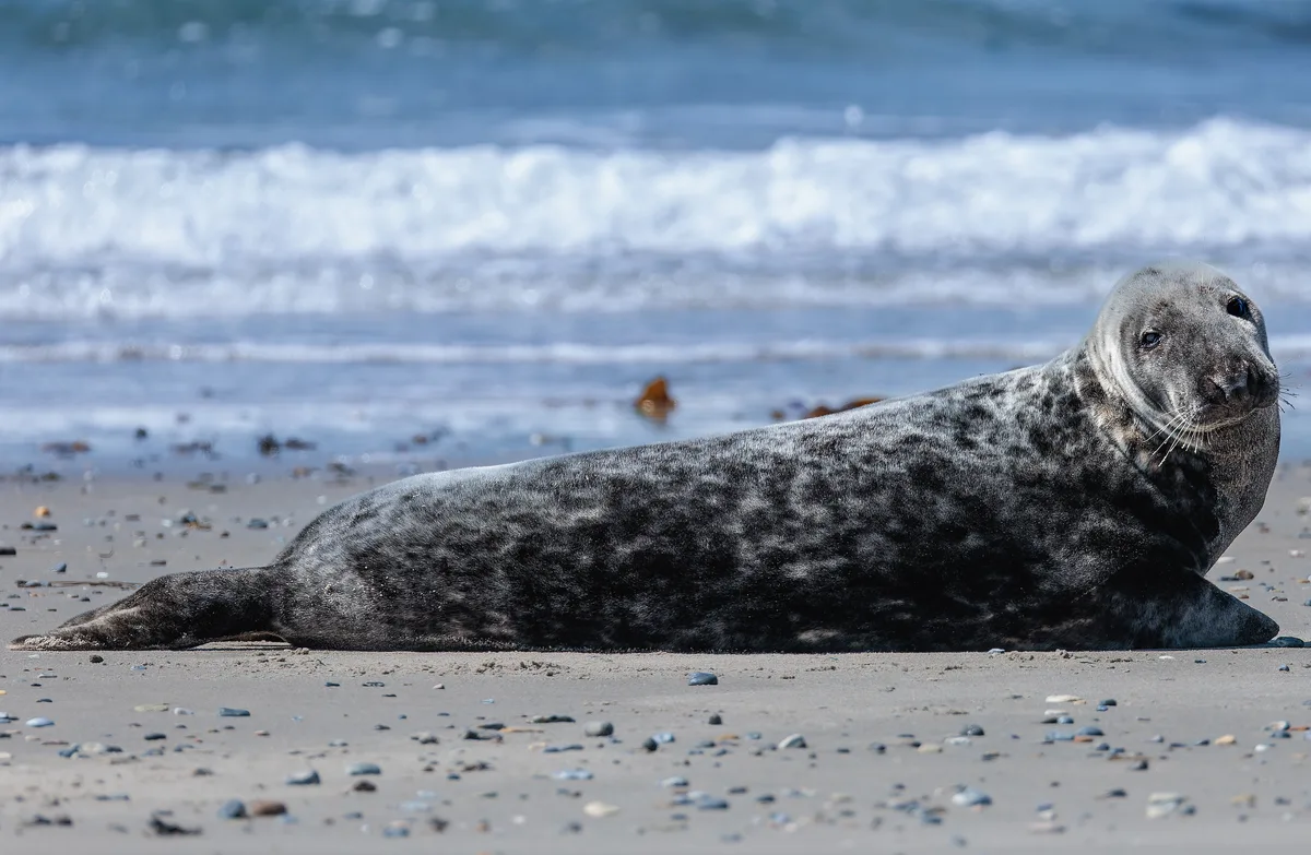 An Atlantic grey seal hauled out on a beach — a familiar sight from Ireland's coastal walking trails.