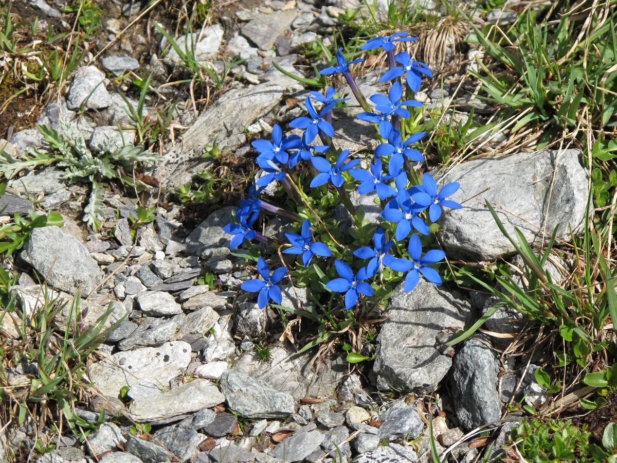 Vivid blue spring gentian flowers among grey rock, the star of Burren wildflowers in May
