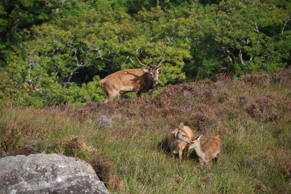 A red deer stag with hind and calf among the heather in Killarney National Park — the most impressive wild animals in Ireland.