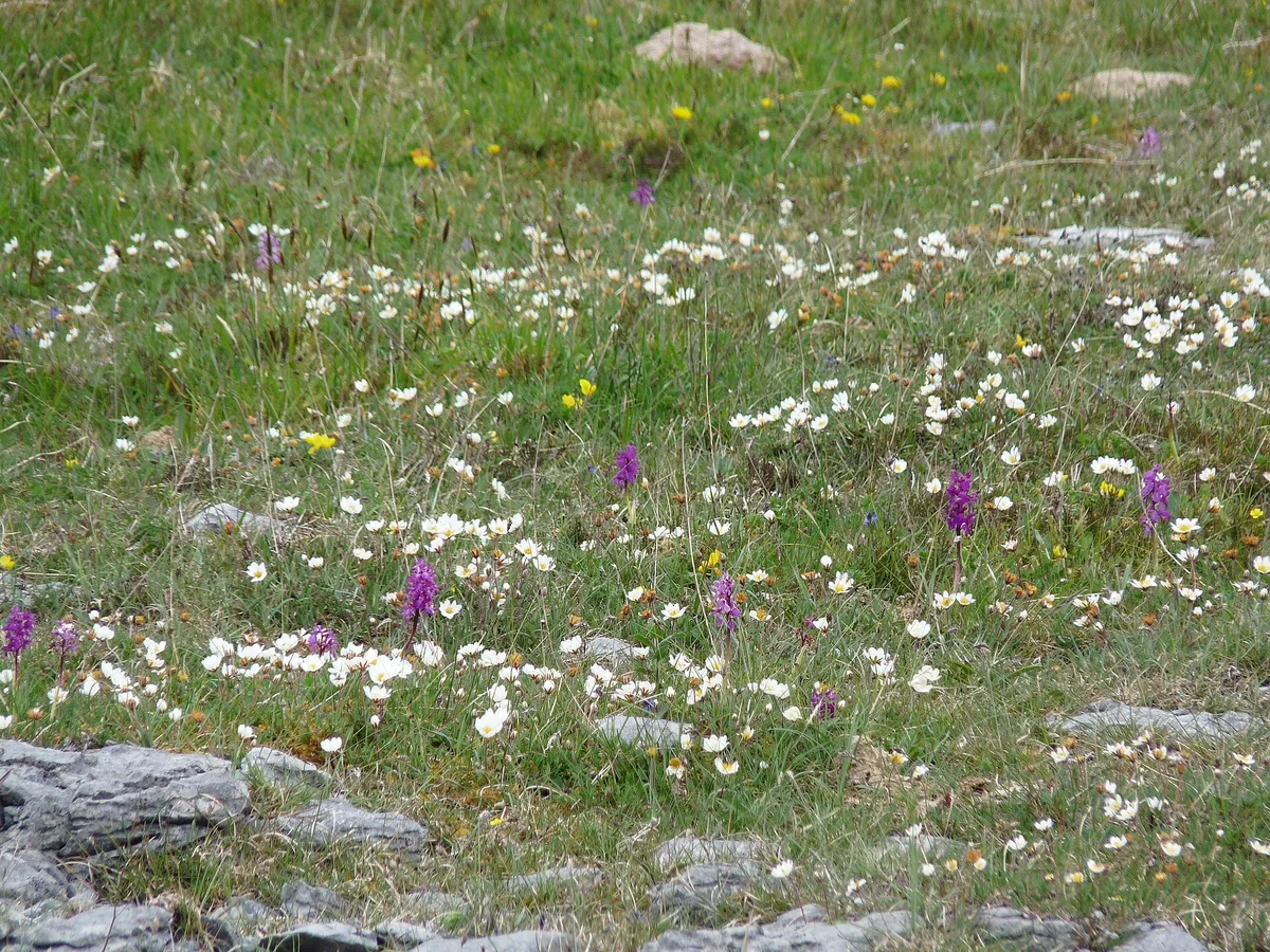 White mountain avens and early purple orchids on Burren limestone, two star Burren wildflowers in May