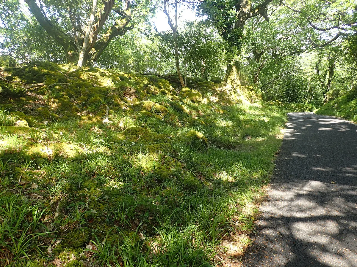 Well-surfaced footpath through mossy oakwood around Muckross Lake, an easy hike in Ireland near Killarney