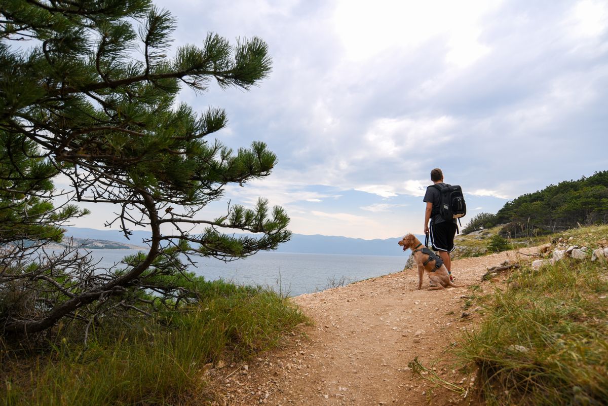 Randonnée avec son chien en Irlande : le guide honnête