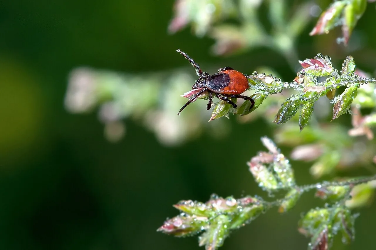 Ticks in Ireland: What Walkers Really Need to Know
